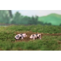 HB025 De Bonte Bentheimer 2 stuks