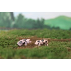 HB025 De Bonte Bentheimer 2 stuks