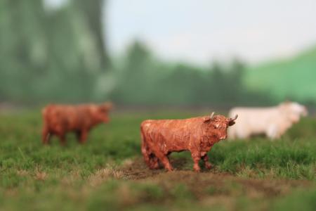 HVPS101 Schotse Hooglander Roodbruin