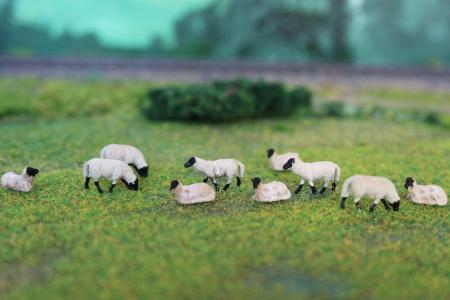 HS009 DE Schwarzkopfschaf met lammeren 10 stuks